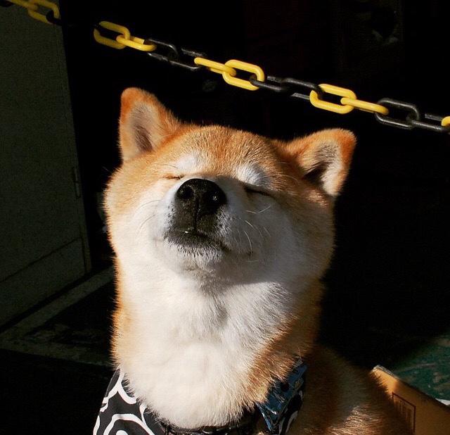 FB体育官方-_鹈鹕不断磨合，实力逐步提升_，鹈鹕秒懂