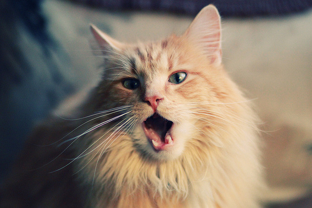 “史上最强防守阵容：联盟顶级篮下防御”，联盟防守第一人