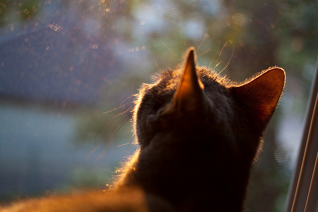 “法甲冠军悬念不断,豪门大战一触即发”,法甲土豪