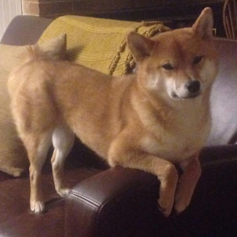 一站式青训服务平台正式上线，提升青少年培训效率，一站式菁英教育