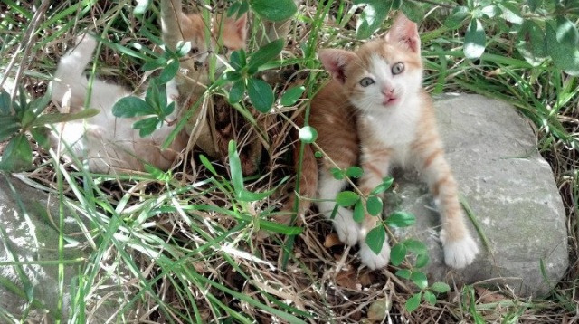 托桑·埃夫布奥姆万成为NBA品牌代言人，nba球星都代言了哪些球鞋