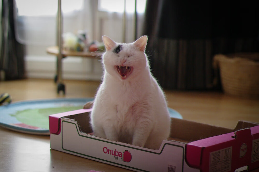 FB体育官网平台-战术执行_ 快攻战术高效实施，获得最终胜利！，快攻战术的形式有哪几种组成