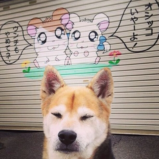 意甲比赛精彩纷呈,战术变化引领潮流,意甲比赛视频