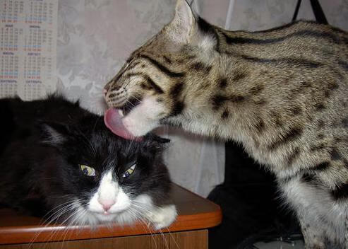 王者荣耀赛事中的假赛现象：如何打击假赛，维护比赛公平，王者荣耀赛事规则介绍