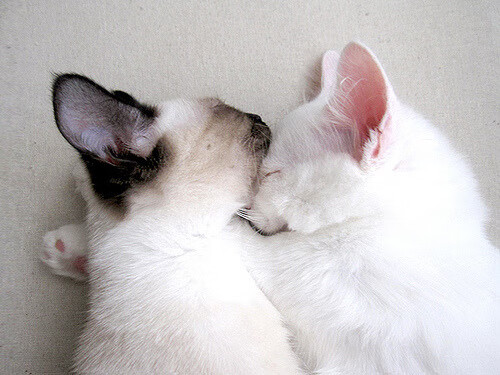 fb体育官网首页-中国篮球运动员心理健康教育，中国篮球运动员心理健康教育视频