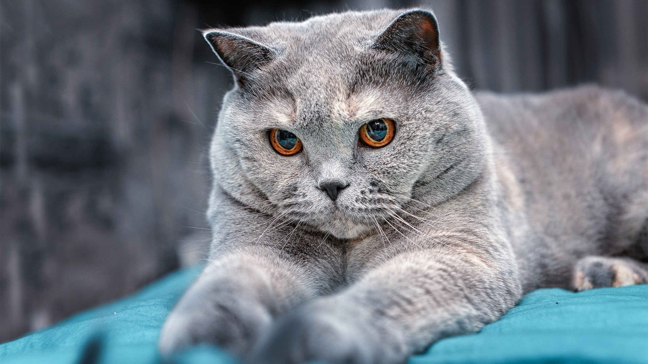 乌拉圭队在巴黎奥运会比赛中多次通过中路渗透得分，乌拉圭冠军是哪一年