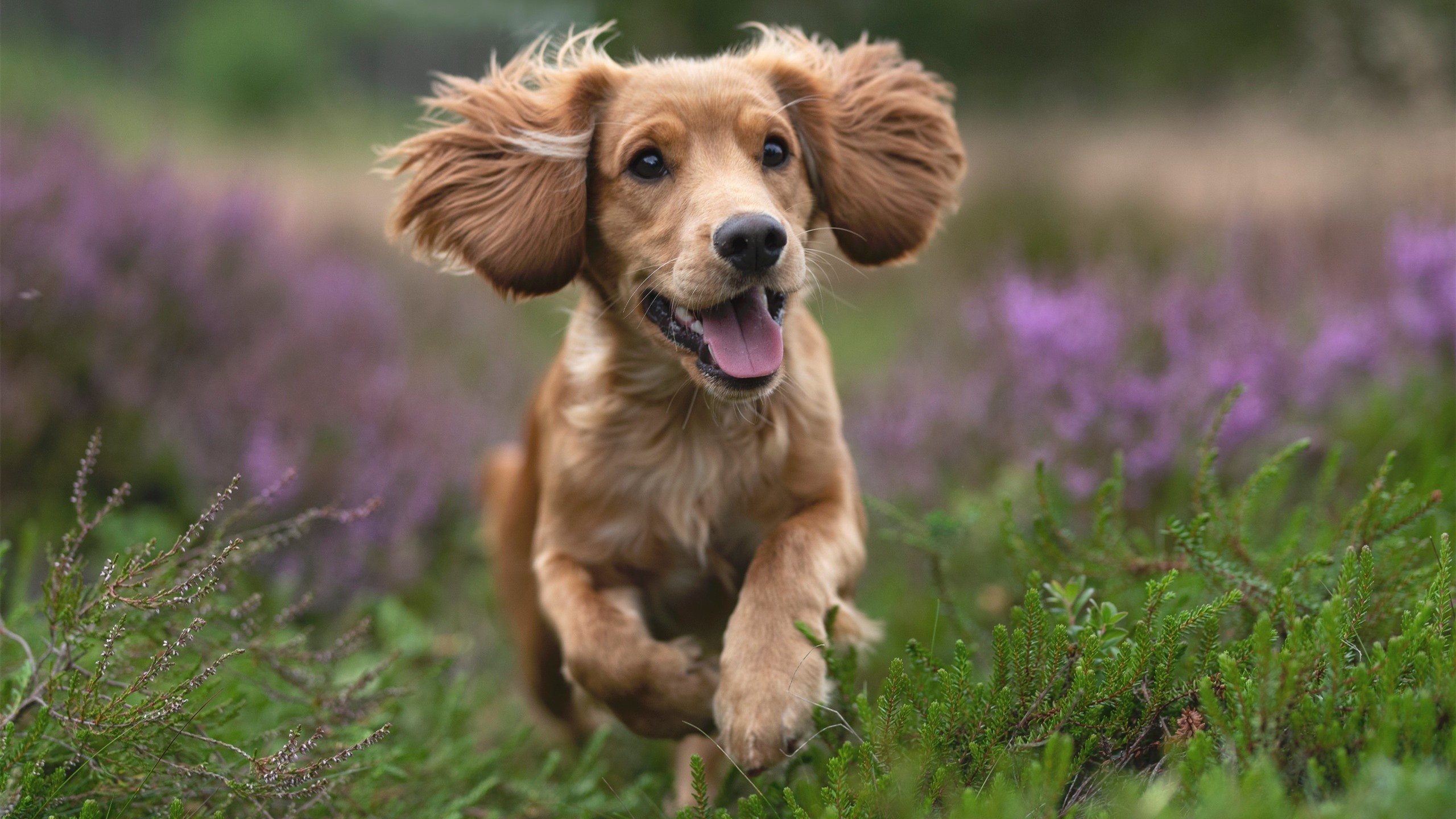 FBSPORTS-凯尔特人大胜太阳，塔图姆三节砍下40+，凯尔特人 塔图姆