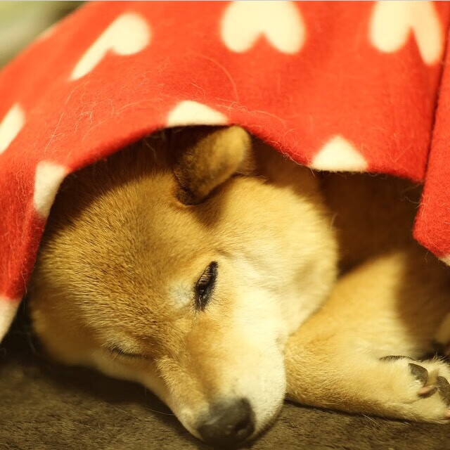 FB体育app下载-切尔西主场对阵阿森纳，谁能笑到最后？，切尔西vs阿森纳比赛直播