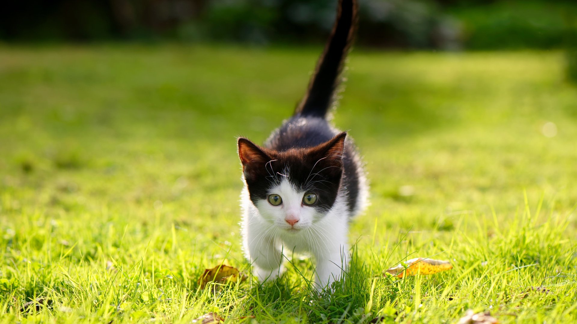 NBA联盟规则变革对比赛风格影响研究，2020年nba规则修改