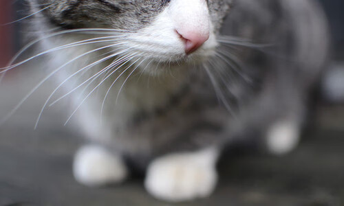 fb体育中国-“滑轮赛：新兴选手以惊艳表现打破传统束缚”